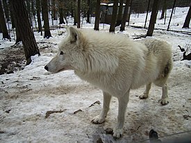 Հուդզոնյան գայլ