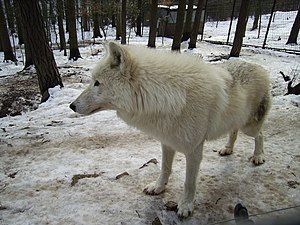 ZOO Olomouc11 Canis lupus hudsonicus.JPG