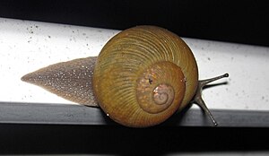 Zachrysia trinitaria (Cuban brown snail) (Sanibel Island, Florida, USA) 2 (25605707396).jpg