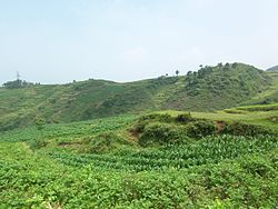 靖安鎮の田園風景