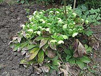 Helleborus caucasicus