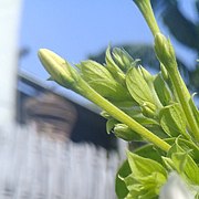 "Arya" Combretum indicum in Pilangsari 2019 1.jpg