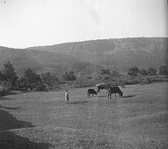 "Pastirka" pase krave, Bernetiči 1950.jpg
