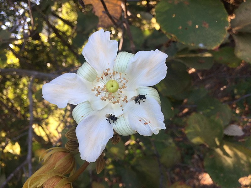 File:"abelha-cachorro" - Trigona spinipes - em flor de "açoita-cavalo-graúdo" Luehea grandiflora Mart. & Zucc. (Malvaceae) 02.jpg