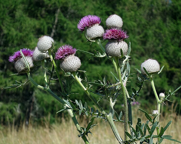 File:(ms) Cirsium eriophorum 1.jpg