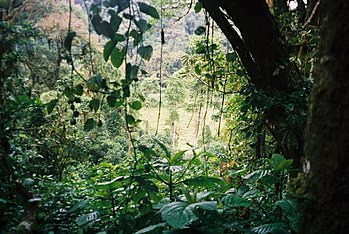 A typical forest landscape of the park area, being listed in the WWF's Global 200, the 200 most imporant biological areas Obo (4238094175).jpg