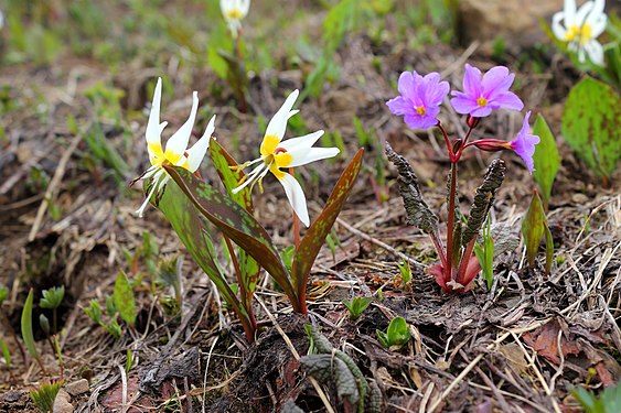 Spring primroses: Erythronium caucasicum Woronow and Primula woronowii Losinsk