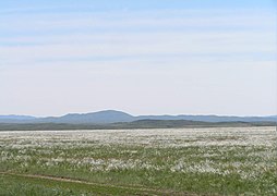 Казашка степа у округу Ајагоз, Казахстан