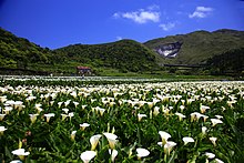 Calla lily field Zhu Zi Hu Mei Jing 20130916.jpg