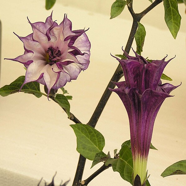 File:紫花曼陀羅 Datura metel 'Flore Pleno' -香港花展 Hong Kong Flower Show- (9200927874).jpg