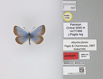 Pamiria farazi Paratype 013376581 Albulina farazi Pages & Charmeaux 1997 PT.jpg