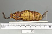 Pupa de Ornithoptera goliath procus, vista dorsal