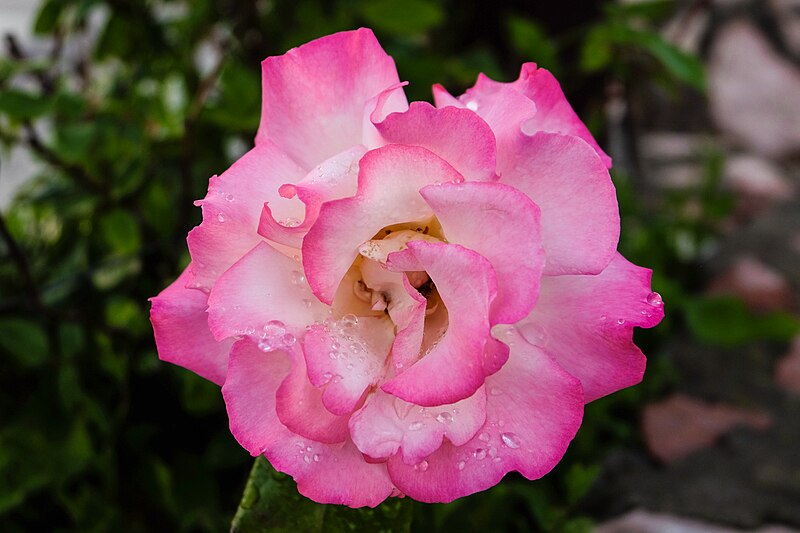 File:02 Rose aus Serbien DSCF1411-a.jpg