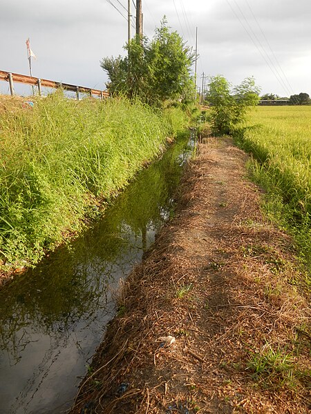 File:03984jfPaddy fields village Baliuag Bulacan Candaba Pampanga Bridge Roadfvf 07.JPG