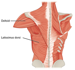 1119 Muscles that Move the Humerus b