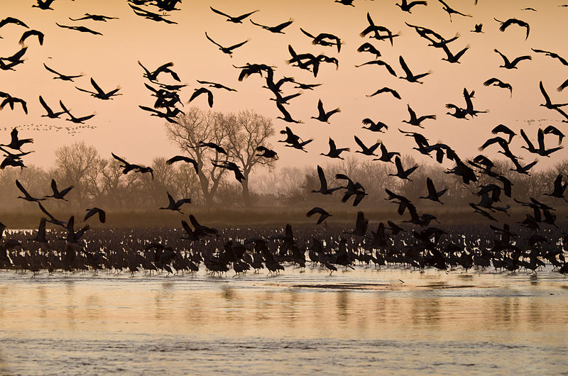 File:11th Place - March Morning on the Platte River (7371879846).jpg