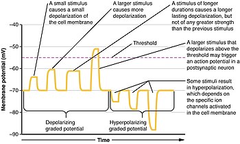 Examples of graded potentials 1223 Graded Potentials-02.jpg