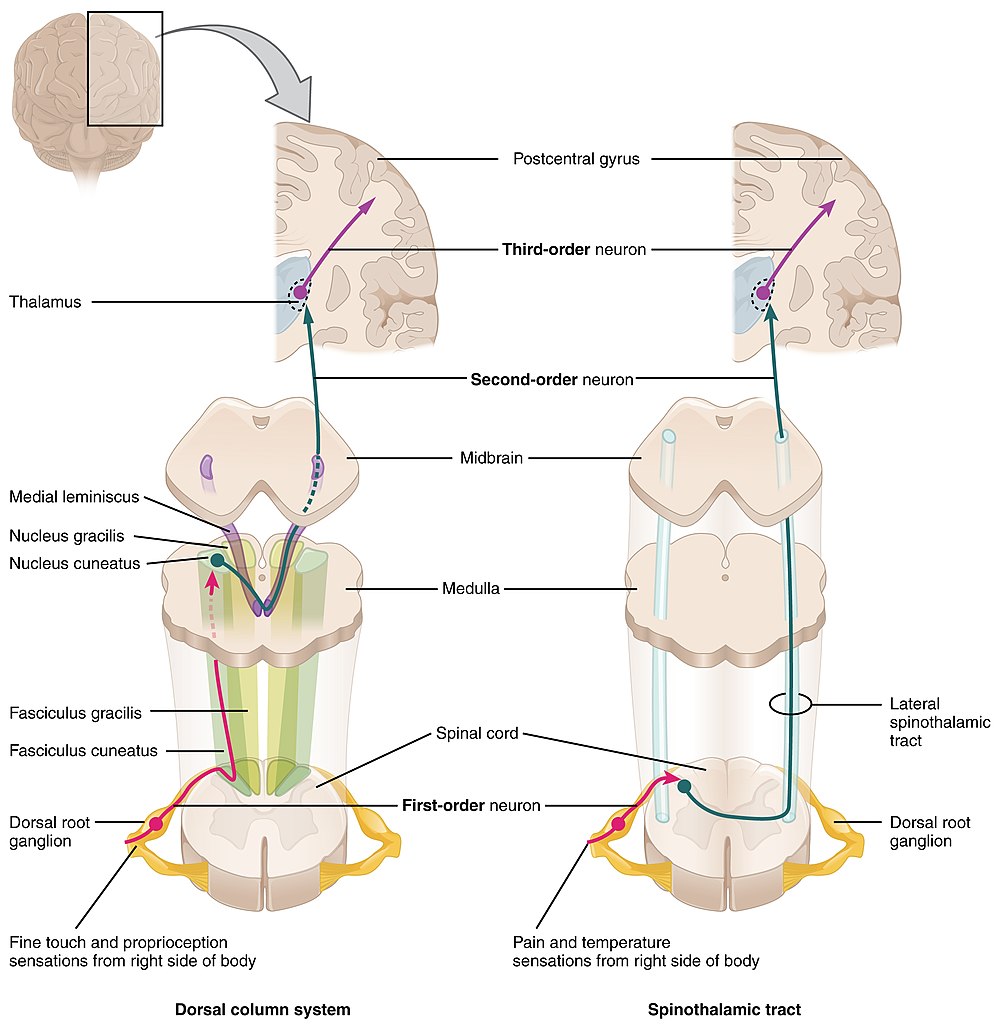 https://upload.wikimedia.org/wikipedia/commons/thumb/e/ee/1417_Ascending_Pathways_of_Spinal_Cord.jpg/1000px-1417_Ascending_Pathways_of_Spinal_Cord.jpg
