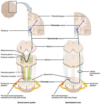 medial lemniscus spinal cord