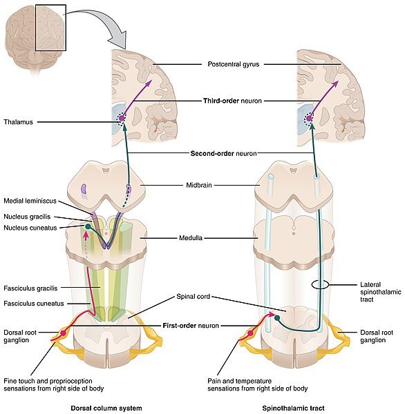 File:1417 Ascending Pathways of Spinal Cord.jpg
