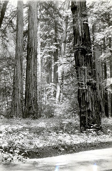 File:1926. Redwood trees. Armstrong Grove. Guerneville, California. (37944698452).jpg