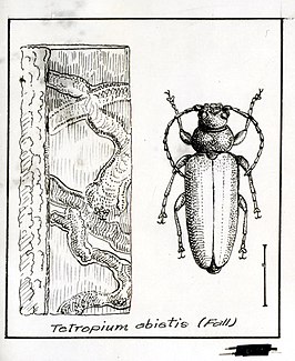 Tetropium abietis