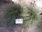 20040413 Ophiopogon japonicus.JPG