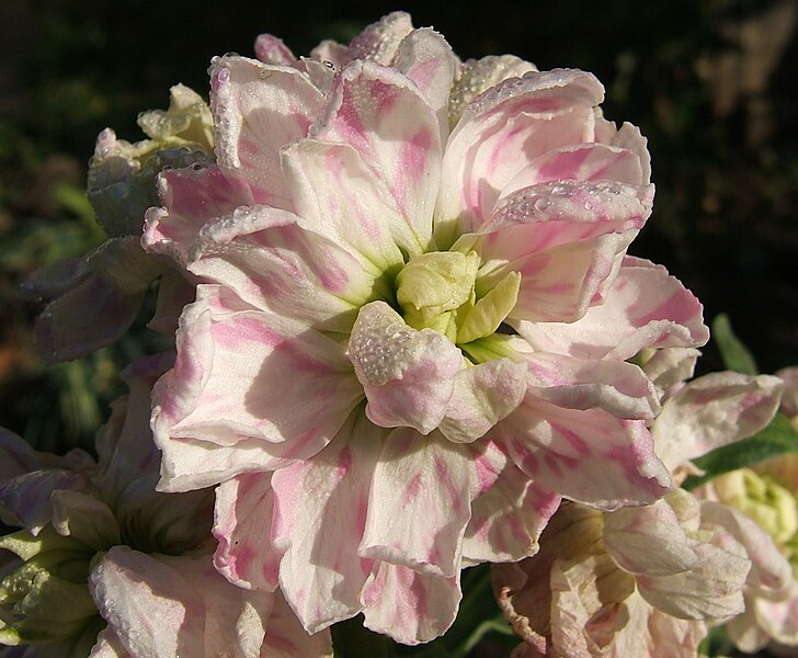 File:2006-11-16Matthiola06-03.jpg