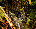 * Nomination: Spider nest. --ComputerHotline 08:04, 20 November 2012 (UTC) * * Review needed