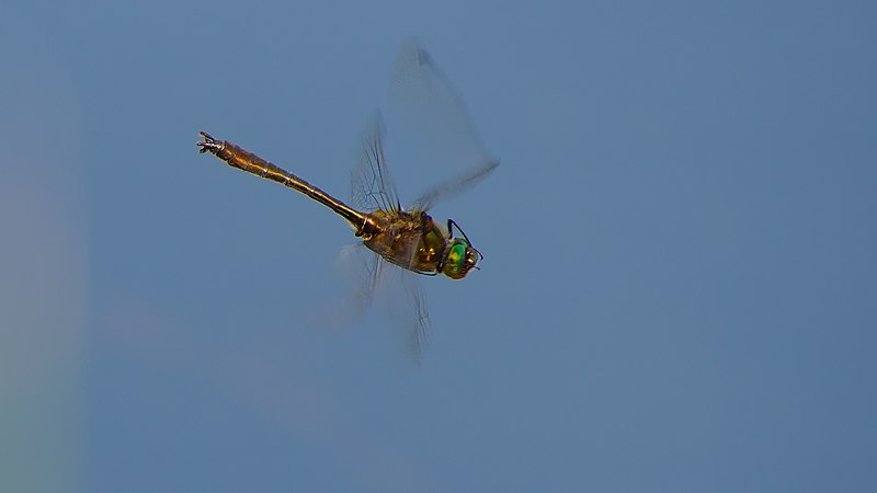 File:2013.06.07.-05-Kaefertaler Wald-Mannheim-Gemeine Smaragdlibelle-Maennchen im Flug.jpg