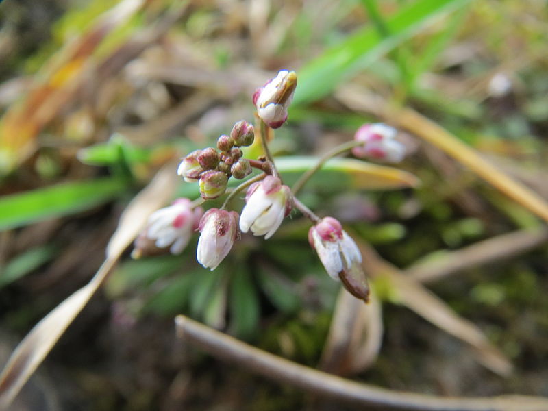 File:20140228Draba verna04.jpg