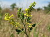 20140613 Melilotus officinalis.jpg