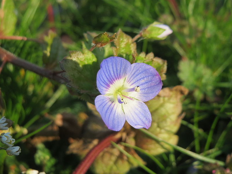 File:20160318Veronica persica2.jpg