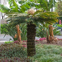 lažna palma ili cikas palma, Cycas revoluta