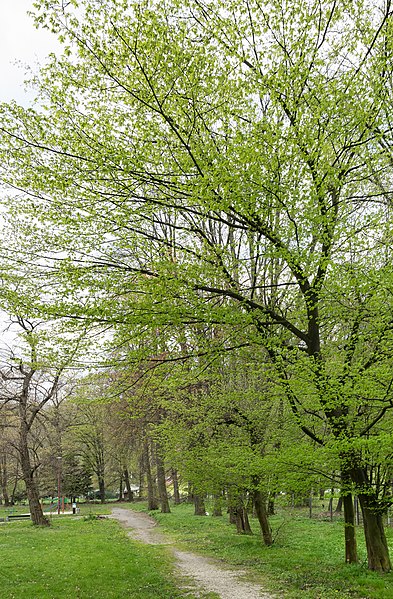 File:2019 Park w Bardzie 12.jpg