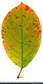 * Nomination Aronia mitschurinii. Leaf adaxial side. --Knopik-som 14:46, 1 November 2021 (UTC) * Promotion  Support Good quality --Palauenc05 15:15, 1 November 2021 (UTC)