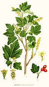 Хохаг хъæлæрдзы (Ribes alpinum)