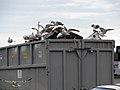 406 Dumpster Gulls (14935945417).jpg