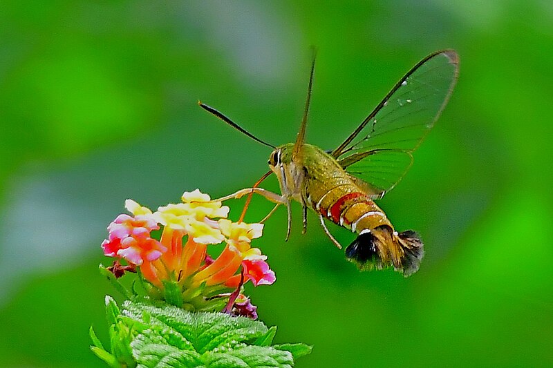 File:48. Humming bird hawk moth.jpg