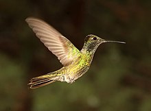 495 - RIVOLI'S HUMMINGBIRD (8-17-2018) madera canyon, santa cruz co, az -08 (29216109707).jpg