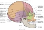 صورة SVG جديدة