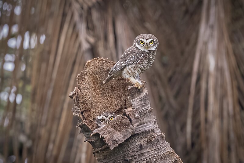 File:A Pair of Juvenile Spotted Owlets near the nest (51533741062).jpg