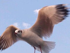 A seagull near Elephanta Caves, Mumbai.jpg