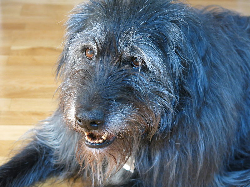 File:A shaggy dog, the archetypical subject of long-winded, pointless stories 2013-04-03 11-37.jpg