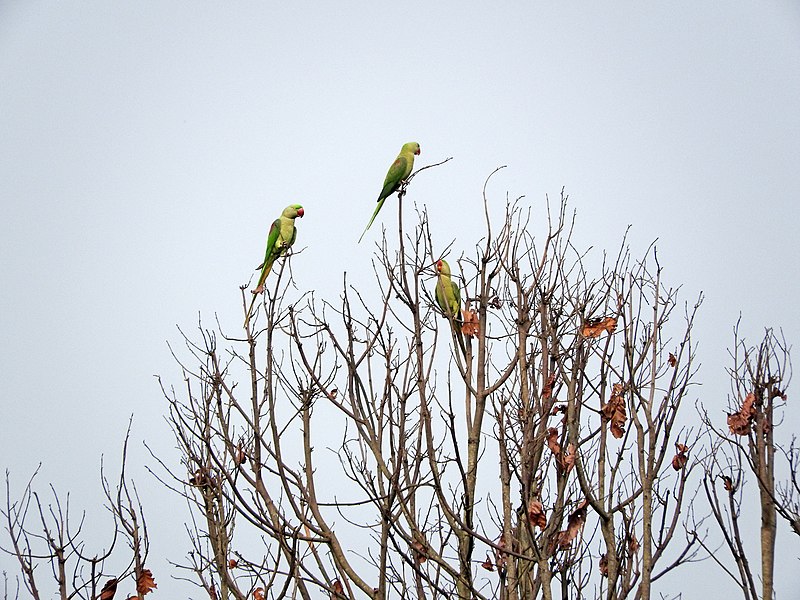 File:A team of alexandrine parakeet.jpg