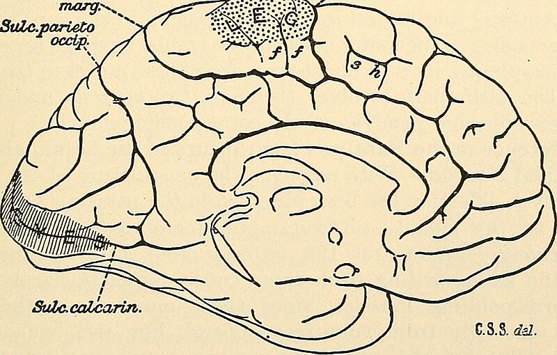 File:A text-book of physiology for medical students and physicians (1911) (14592127488).jpg