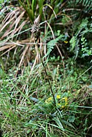 Aa maderoi or paleacea (Orchidaceae, Spiranthoideae) (32168152408).jpg