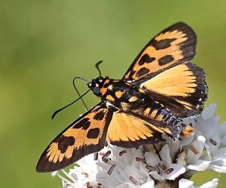 <i>Abantis bicolor</i> Species of butterfly