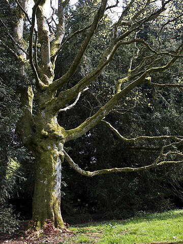 Acer cappadocicum