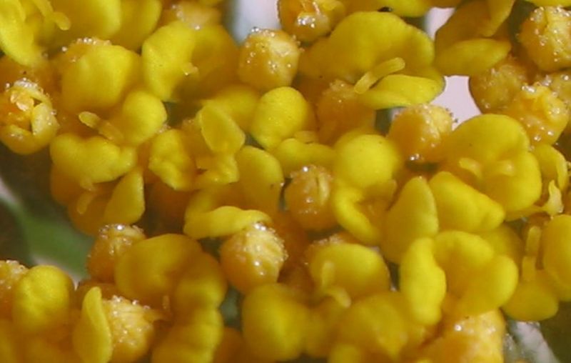 File:Achillea filipendula flor.jpg